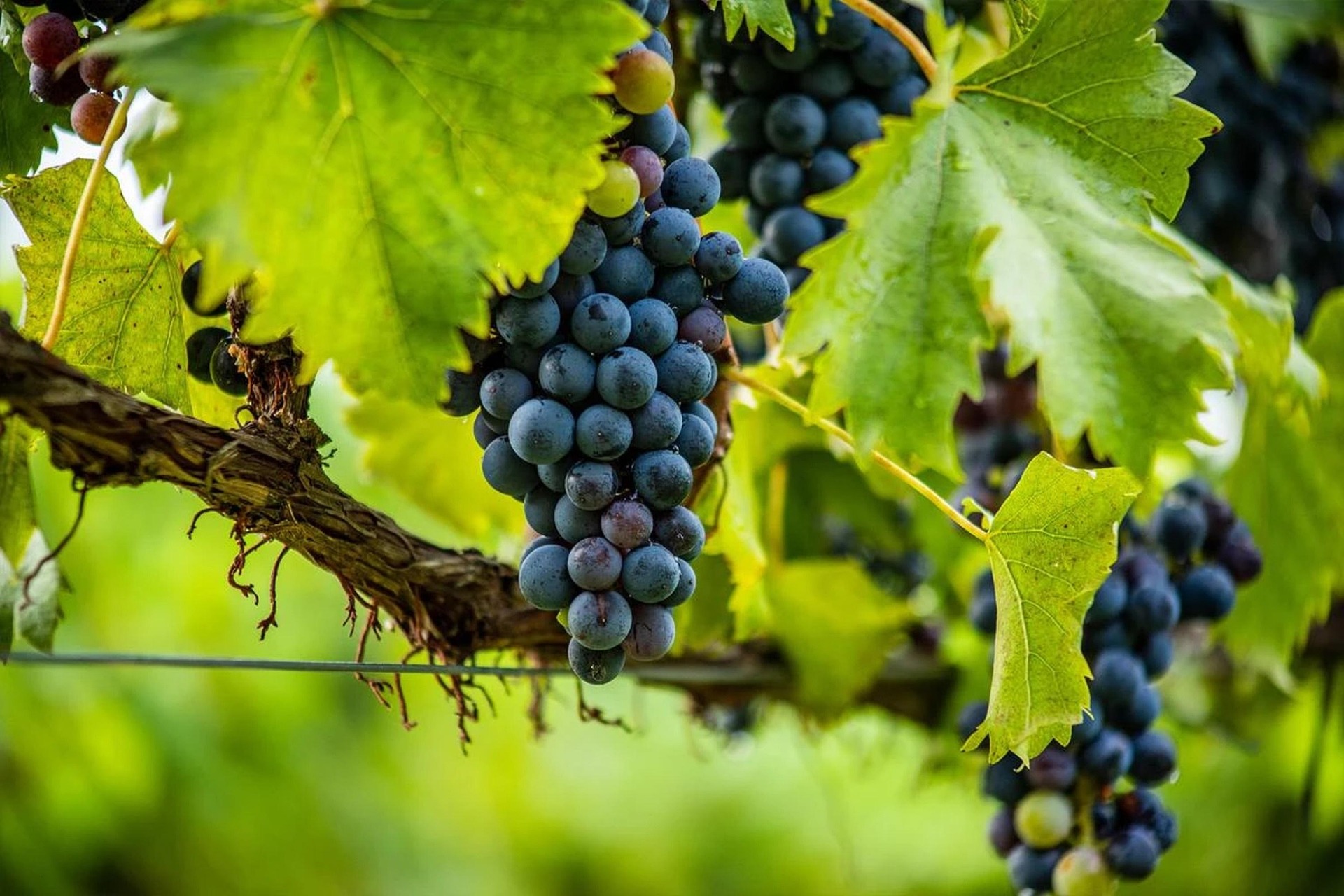 Wine in the vineyard