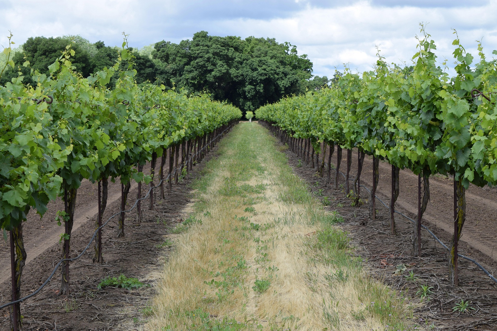 Vineyard rows in golden light at sunset